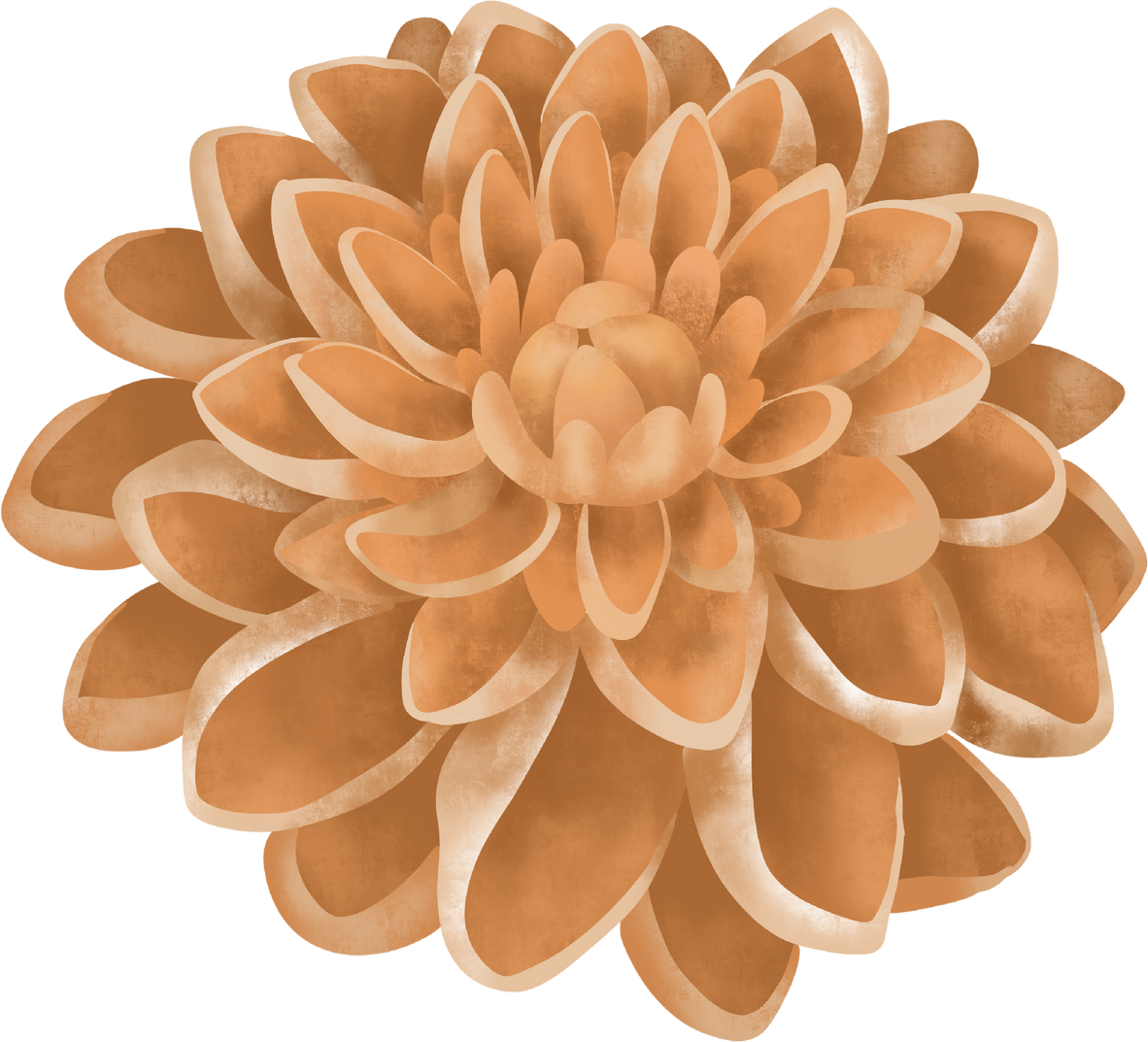 Chrysanthemum Flower Illustration
