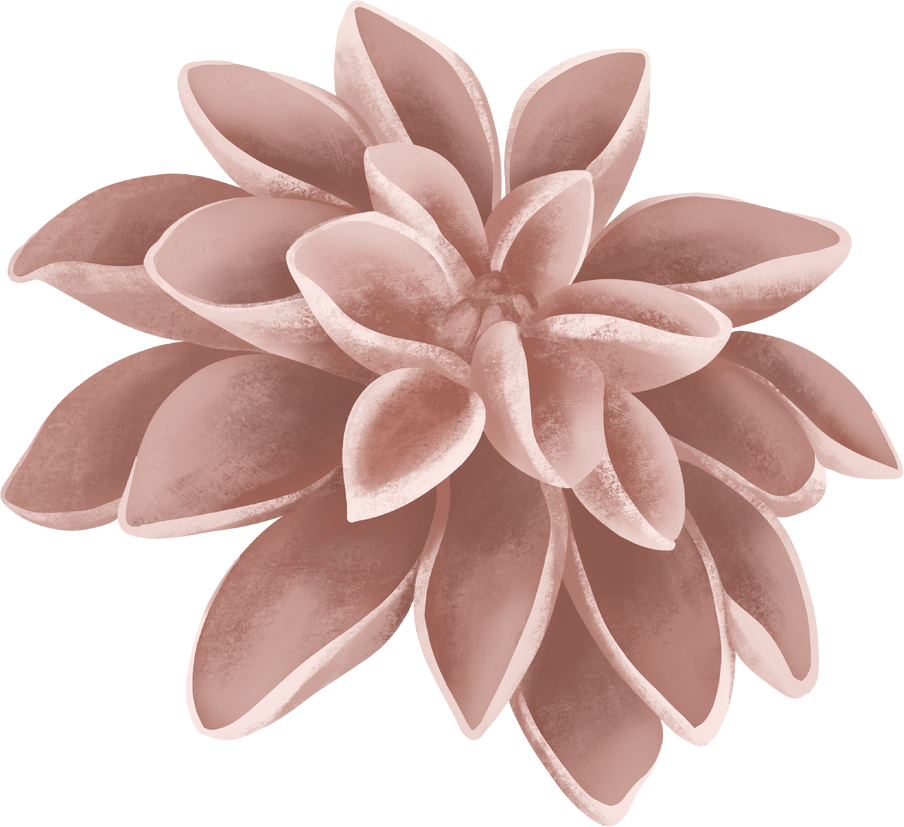 Chrysanthemum Flower Illustration 